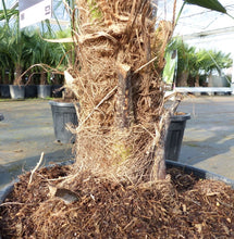 Laden Sie das Bild in den Galerie-Viewer, Echte Palme 140 cm Trachycarpus Fortunei Hanfpalme - Chinesische Fächerpalme - Winterhart bis minus 18 Grad