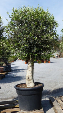 Echter, 45 Jahre alter Olivenbaum 160 - 180 cm Höhe, dicke Stämme, beste Qualität. Winterhart.