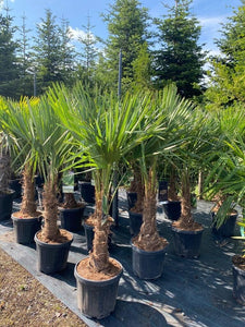 Echte Palme 140 cm Trachycarpus Fortunei Hanfpalme - Chinesische Fächerpalme - Winterhart bis minus 18 Grad
