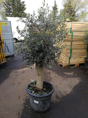 Echter, 30 Jahre alter Olivenbaum 200 cm Höhe, dicke Stämme (Umfang 20 cm), beste Qualität. Winterhart.