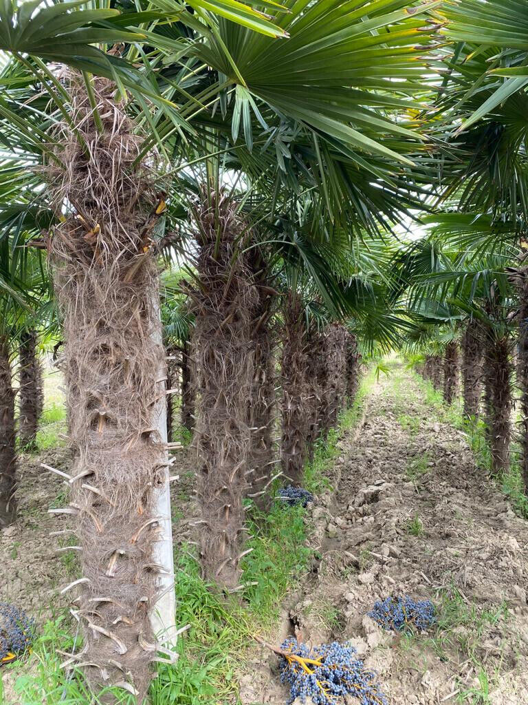 Echte Palme 3 Meter Höhe Trachycarpus Fortunei Hanfpalme - Chinesische Fächerpalme