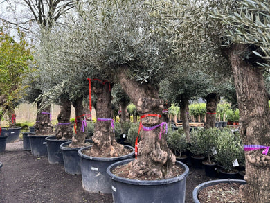 Echter, 100 Jahre alter Olivenbaum 250 cm Höhe, dicke Stämme, beste Qualität. Winterhart.