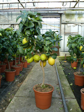 Echter Zitronenbaum 100 cm bzw. 160 cm (Citrus Limon)