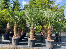 Laden Sie das Bild in den Galerie-Viewer, Echte Palme 140 cm Trachycarpus Fortunei Hanfpalme - Chinesische Fächerpalme - Winterhart bis minus 18 Grad