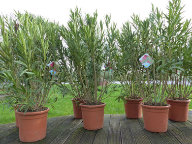 Echter XXL Oleander 150-180 cm Busch Nerium Rosenlorbeer, Ø 100 cm, rot, rosa oder weiß