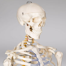 Laden Sie das Bild in den Galerie-Viewer, Menschliches Stativ Skelett Modell Anatomie Lehrmodell + Abdeckung + Poster