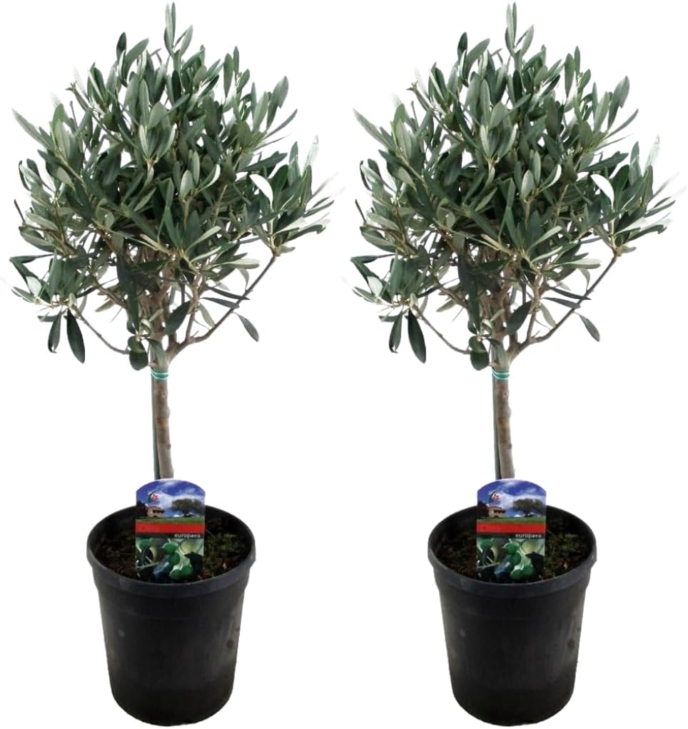 Echte 2x Olivenbäume 50-60 / 70-90 cm Höhe im Doppelpack. – Premium Box GmbH