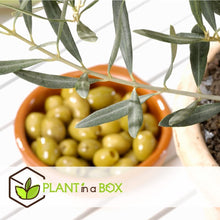 Laden Sie das Bild in den Galerie-Viewer, Echte 2x Olivenbäume 50-60 / 70-90 cm Höhe im Doppelpack. Pflanze in der Box!