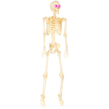 Laden Sie das Bild in den Galerie-Viewer, Animierte Halloween-Dekoration – Skelett mit LED-Augen, Sound &amp; Bewegung, 152 cm
