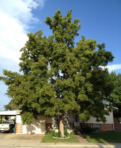 Echter Walnussbaum - Juglans regia - Winterharte Pflanze 150-170cm.