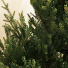 Laden Sie das Bild in den Galerie-Viewer, Weihnachtsbaum  180 cm Norwegische Fichte –  1046 Spitzen
