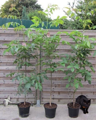 Echter Walnussbaum - Juglans regia - Winterharte Pflanze 150-170cm.