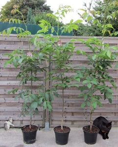 Echter Walnussbaum - Juglans regia - Winterharte Pflanze 150-170cm.