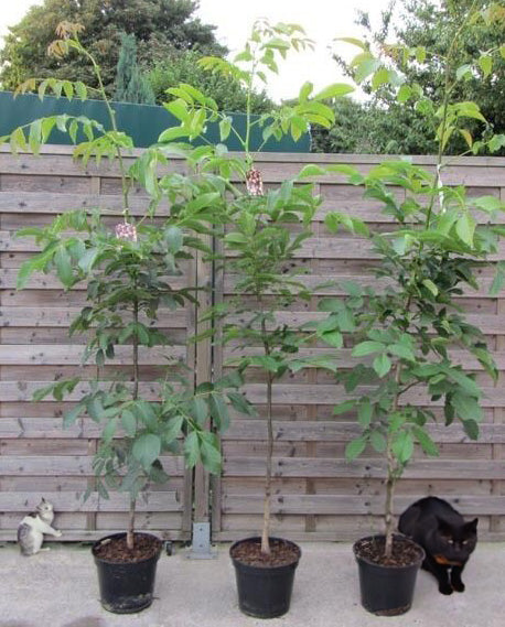 Echter Walnussbaum - Juglans regia - Winterharte Pflanze 150-170cm.