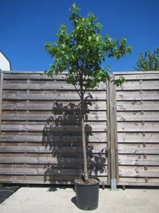 Echter Kaki-Baum 150 - 170 cm Diospyros Premiumsorten Rojo Brilliante Kakipflaume. Winterhart.