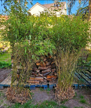 Laden Sie das Bild in den Galerie-Viewer, 2x echter Bambus 200 cm Höhe Fargesia robusta für ein fernöstliches Flair. Bildet keine Rhizome / Flachwurzeln.