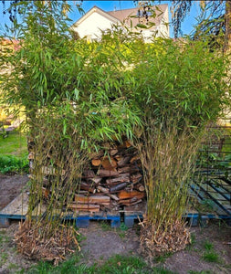2x echter Bambus 200 cm Höhe Fargesia robusta für ein fernöstliches Flair. Bildet keine Rhizome / Flachwurzeln.