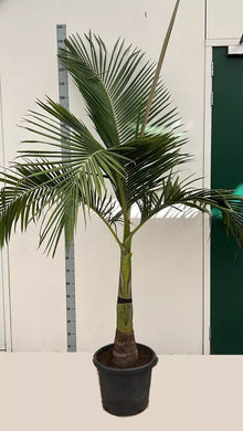 Alexandrapalme 160-200 cm, 40-50 cm Stamm, Archontophoenix alexandrae - Feuerpalme