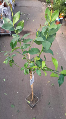 Echter Zitronenbaum 140 - 160 cm (Citrus Limon) Immergrüner Obstbaum Eureka