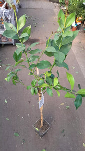 Echter Zitronenbaum 140 - 160 cm (Citrus Limon) Immergrüner Obstbaum Eureka