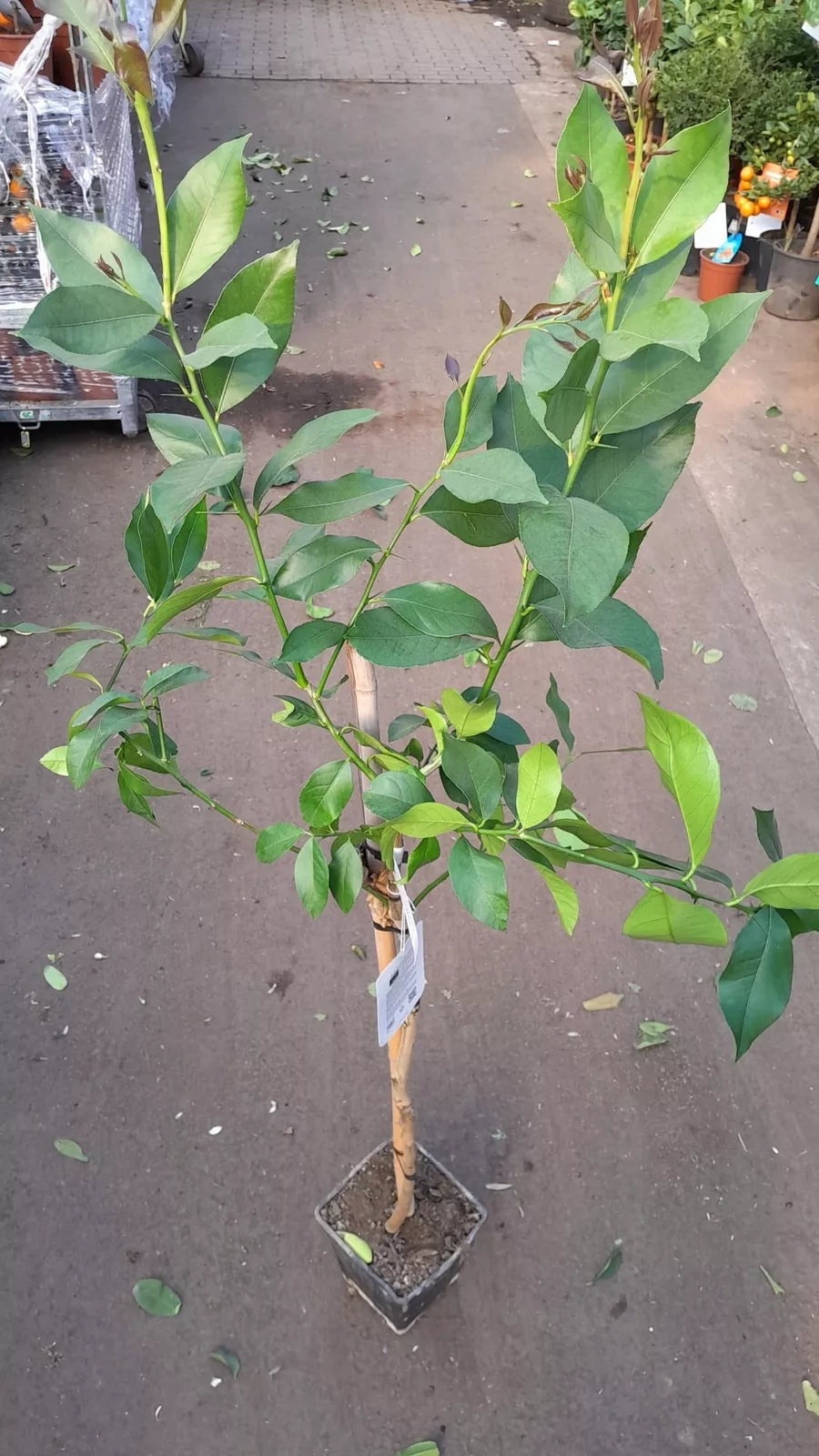 Echter Zitronenbaum 140 - 160 cm (Citrus Limon) Immergrüner Obstbaum Eureka