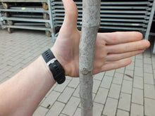 Laden Sie das Bild in den Galerie-Viewer, Echter Feigenbaum 180 cm Obstbaum winterhart kräftiger Stamm, Ficus Carica