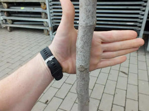 Echter Feigenbaum 180 cm Obstbaum winterhart kräftiger Stamm, Ficus Carica