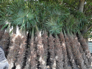 Echte Palme 2,20 - 2,50 Meter Höhe Trachycarpus Fortunei Hanfpalme - Chinesische Fächerpalme - Winterhart bis minus 18 Grad