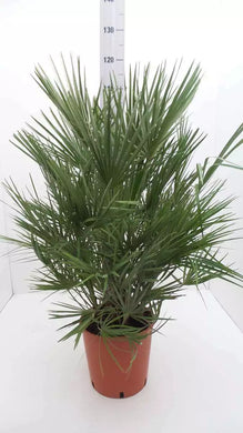 Echte Palme 