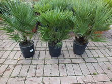 Laden Sie das Bild in den Galerie-Viewer, Echte Zwergpalme 2er Set. Winterharte Zwergpalme 70-90 cm Chamaerops humilis Palme Grünpflanze