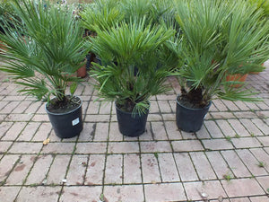 Echte Zwergpalme 2er Set. Winterharte Zwergpalme 70-90 cm Chamaerops humilis Palme Grünpflanze