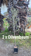 Laden Sie das Bild in den Galerie-Viewer, Echte 2x Olivenbäume 140-180 cm Höhe im Doppelpack. Pflanze in der Box! Beste Qualität. Robust.
