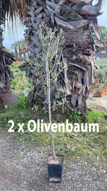 Echte 2x Olivenbäume 140-180 cm Höhe im Doppelpack. Pflanze in der Box! Beste Qualität. Robust.