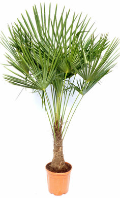 Echte Palme 160 cm Trachycarpus Fortunei Hanfpalme - Chinesische Fächerpalme - Winterhart bis minus 18 Grad