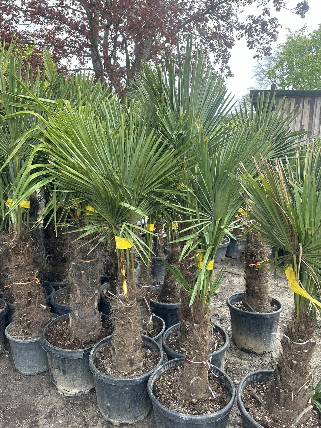 Echte Palme 160 cm Trachycarpus Fortunei Hanfpalme