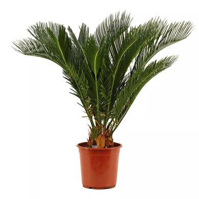 Echter Cycas Premium Palmfarn 65-70 cm Cycas Revoluta Sagopalme Palme, innen + außen