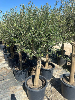 Echter 20 Jahre alter Olivenbaum 160 - 180 cm Höhe, beste Qualität. Winterhart.