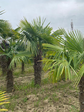 Echte Palme 3 Meter Höhe Trachycarpus Fortunei Hanfpalme - Chinesische Fächerpalme - Winterhart bis minus 18 Grad