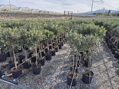 Olivenbaum mit Stamm, Olive 100-120 cm hoch, beste Qualität, Olea Europaea. Premiumqualität.