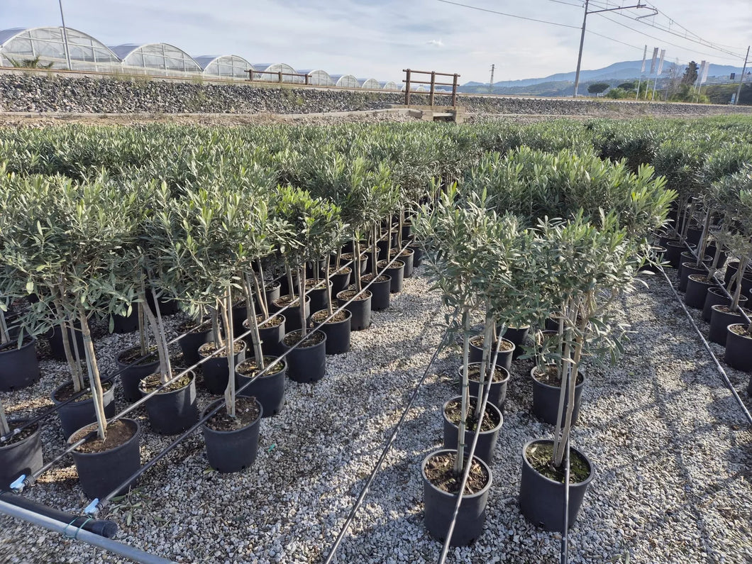 Olivenbaum mit Stamm, Olive 100-120 cm hoch, beste Qualität, Olea Europaea. Premiumqualität.