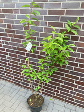 Laden Sie das Bild in den Galerie-Viewer, Echte Japanische Blüten/-Zierkirsche &quot;Prunus Serrulata&quot; 120-150cm im großen Topf