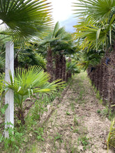 Laden Sie das Bild in den Galerie-Viewer, Echte Palme 3 Meter Höhe Trachycarpus Fortunei Hanfpalme - Chinesische Fächerpalme - Winterhart bis minus 18 Grad