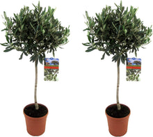 Laden Sie das Bild in den Galerie-Viewer, Echte 2x Olivenbäume 50-60 / 70-90 cm Höhe im Doppelpack. Pflanze in der Box!