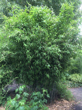 Laden Sie das Bild in den Galerie-Viewer, 4 x Schwarzer Bambus - Fargesia Nitida Black Pearl 40 cm Höhe zum einpflanzen.
