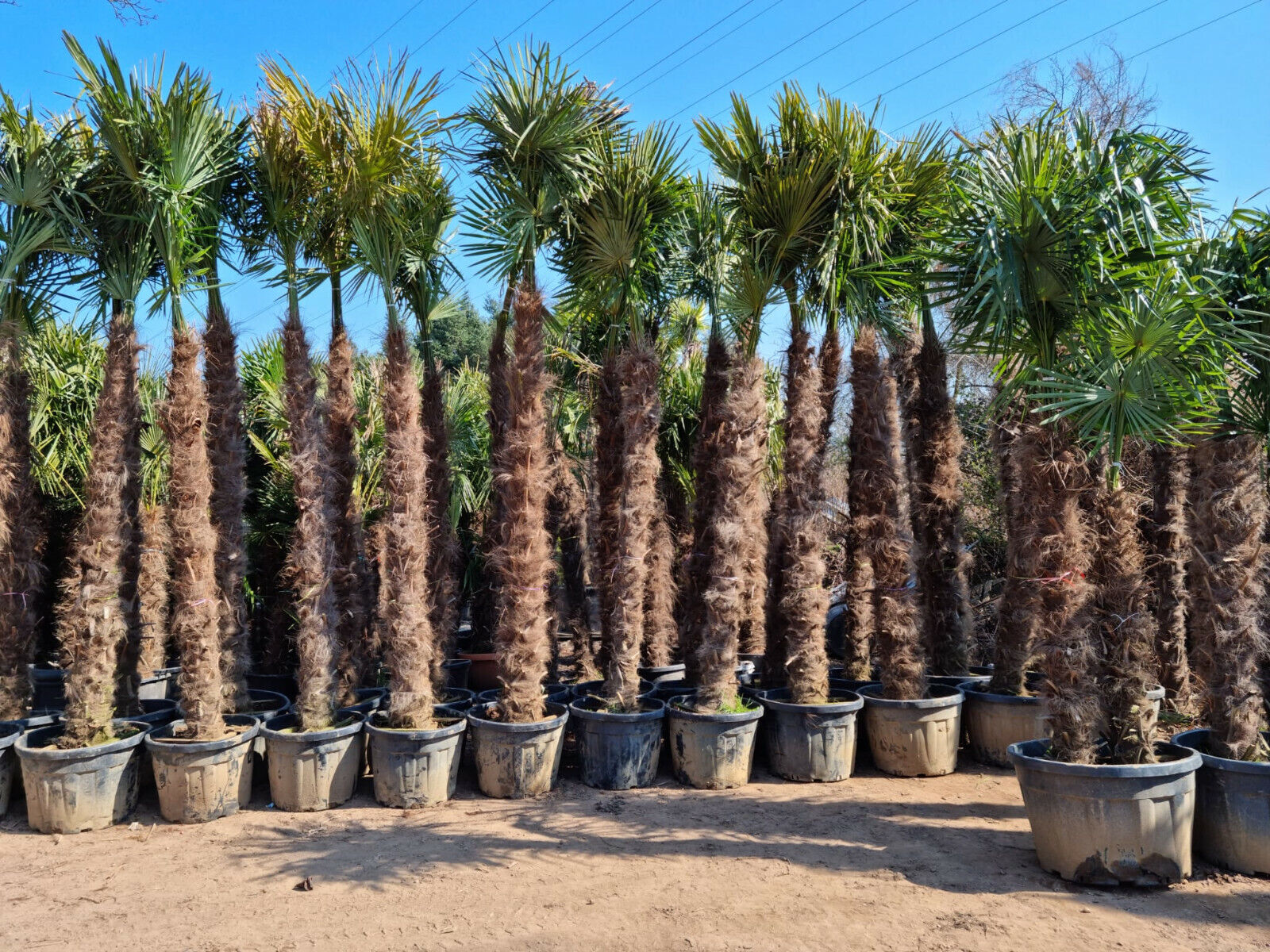 Echte Palme 4,50 Meter Höhe Trachycarpus Fortunei Hanfpalme