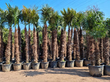 Laden Sie das Bild in den Galerie-Viewer, Echte Palme 4,50 Meter Höhe Trachycarpus Fortunei Hanfpalme - Chinesische Fächerpalme - Winterhart bis minus 18 Grad
