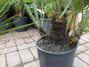 Echte Zwergpalme 2er Set. Winterharte Zwergpalme 70-90 cm Chamaerops humilis Palme Grünpflanze