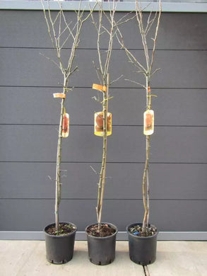 Echter Apfelbaum Red Delicious. Winterhart. 150-170cm im Topf - süße Früchte.