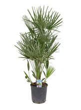 Laden Sie das Bild in den Galerie-Viewer, Echte Palme &quot;Vulcano&quot; 90-100 cm Zwergpalme Chamaerops Humilis, winterhart bis -12°C