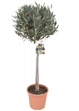 Laden Sie das Bild in den Galerie-Viewer, Olivenbaum mit Stamm, Olive 100-120 cm hoch, beste Qualität, Olea Europaea. Premiumqualität.